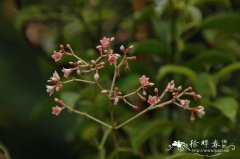 酸叶胶藤Urceola rosea