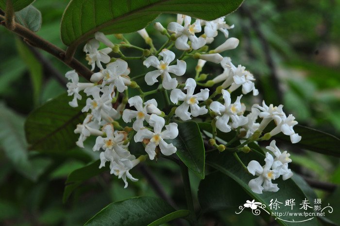 山橙Melodinus suaveolens