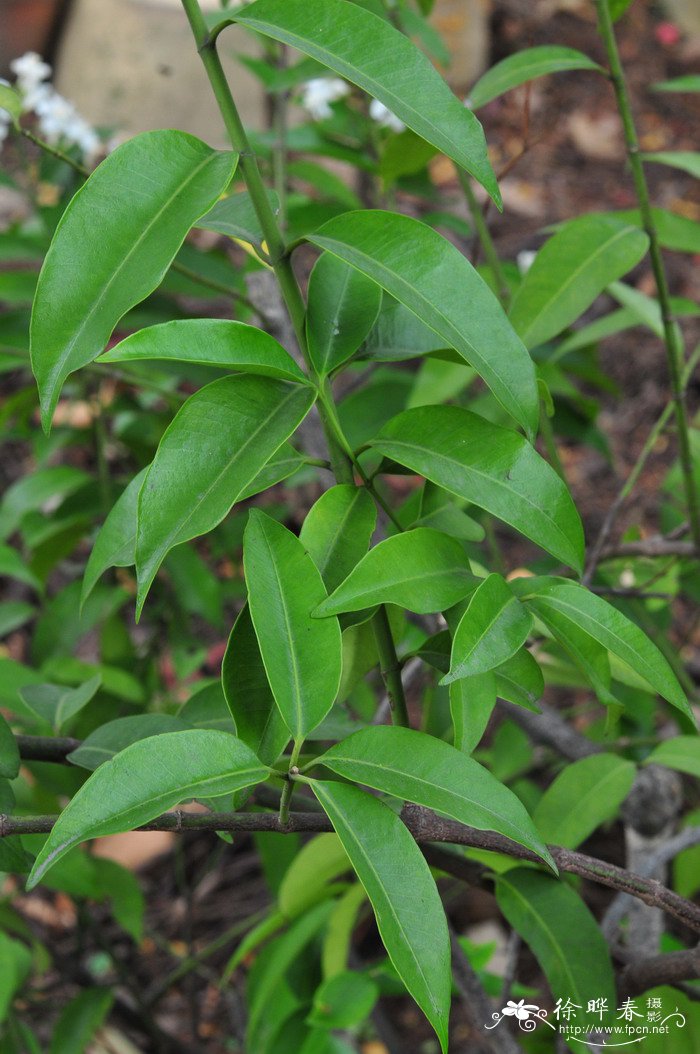 山橙Melodinus suaveolens