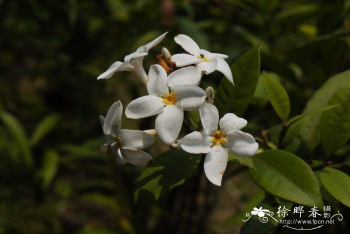 尖山橙Melodinus fusiformis