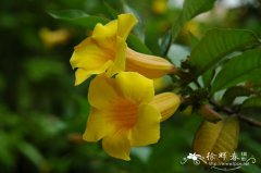 黄蝉Allamanda schottii