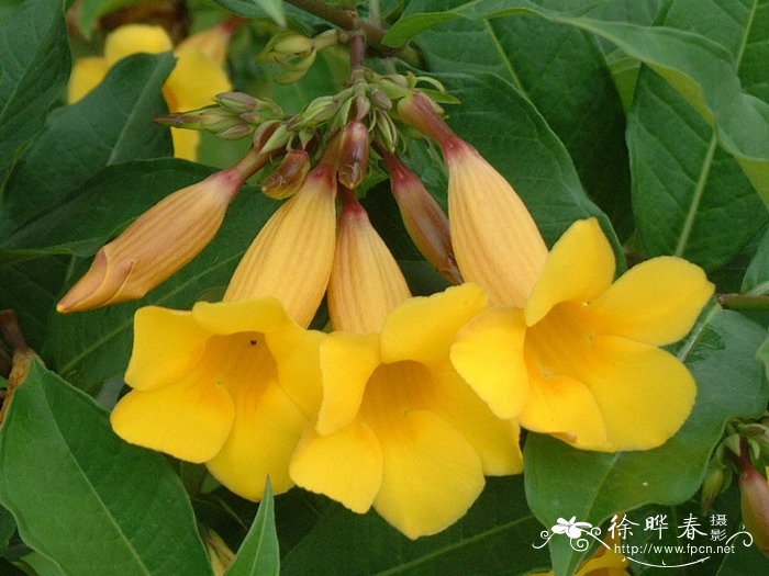 黄蝉Allamanda schottii