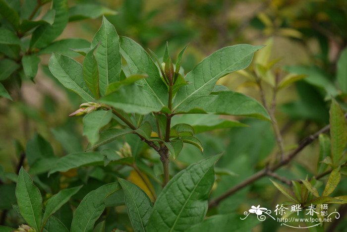 黄蝉Allamanda schottii