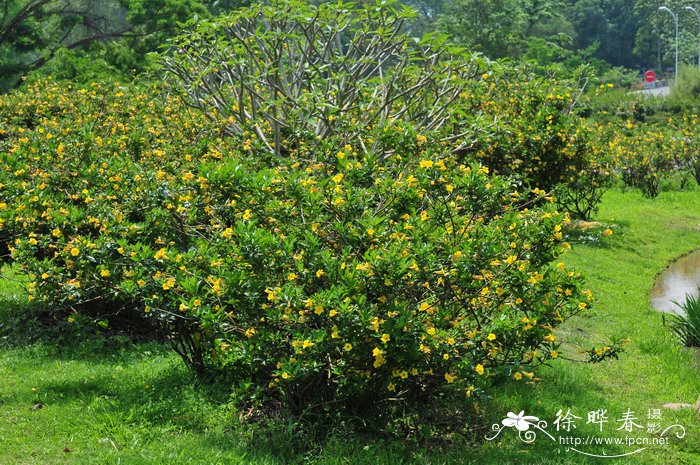 黄蝉Allamanda schottii