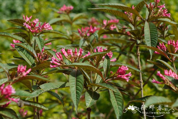 鸡骨常山Alstonia yunnanensis