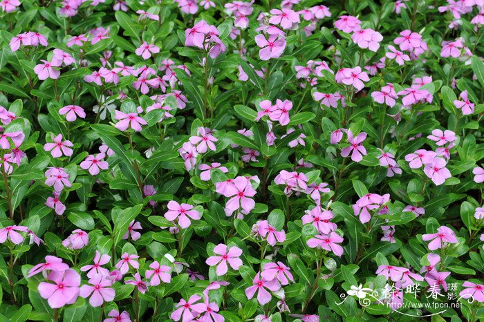 长春花Catharanthus roseus