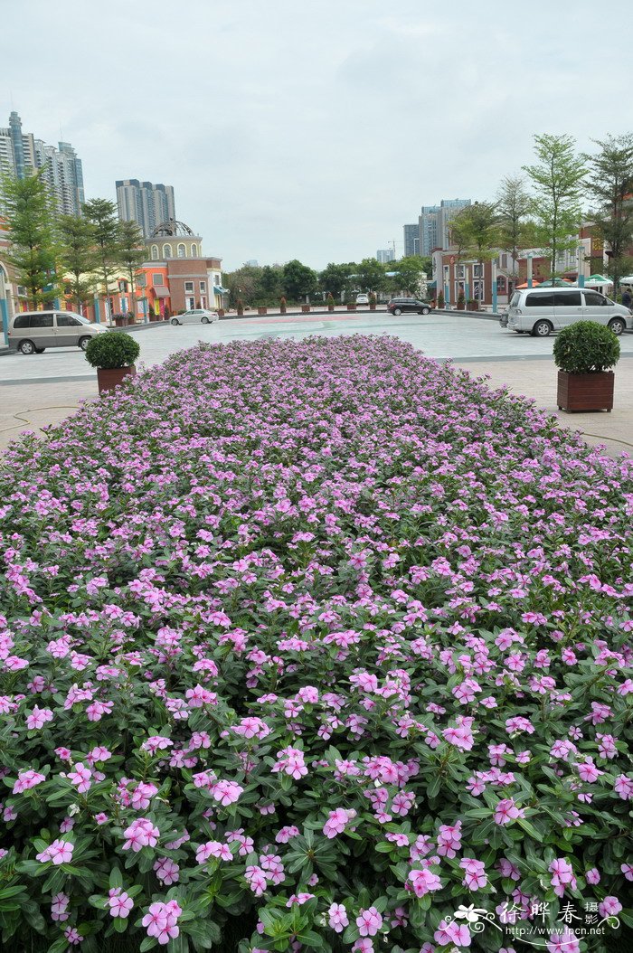 长春花Catharanthus roseus