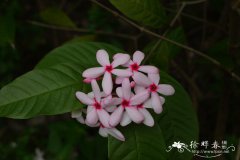 红花蕊木Kopsia fruticosa