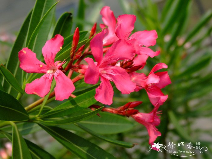 夹竹桃nerium Oleander 花卉图片网