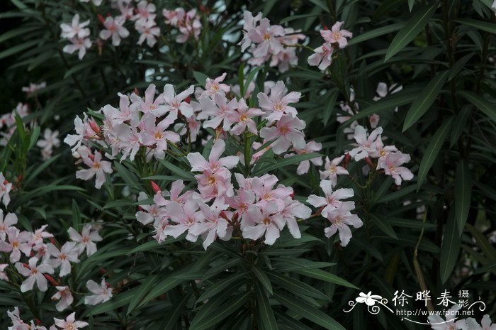 夹竹桃Nerium oleander