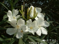 白花夹竹桃Nerium oleander ‘Paihua’