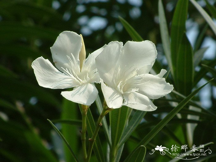 白花夹竹桃Nerium oleander ‘Paihua’