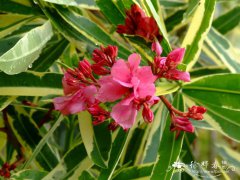 斑叶夹竹桃Nerium oleander ‘Variegatum’