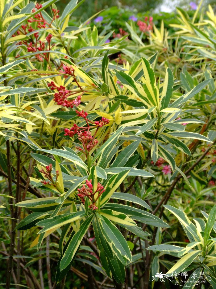 斑叶夹竹桃Nerium oleander ‘Variegatum’