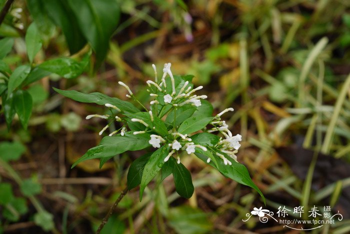 萝芙木Rauvolfia verticillat