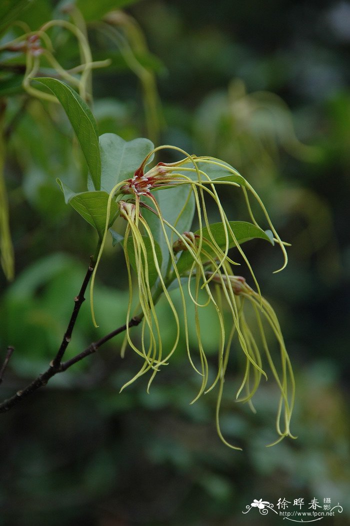 羊角拗Strophanthus divaricatus