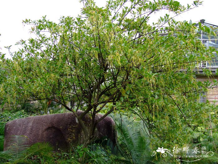 羊角拗Strophanthus divaricatus