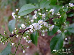 梅叶冬青Ilex asprella