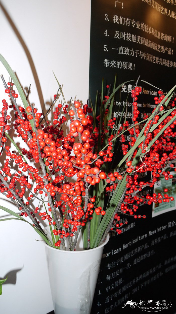 北美冬青Ilex verticillata