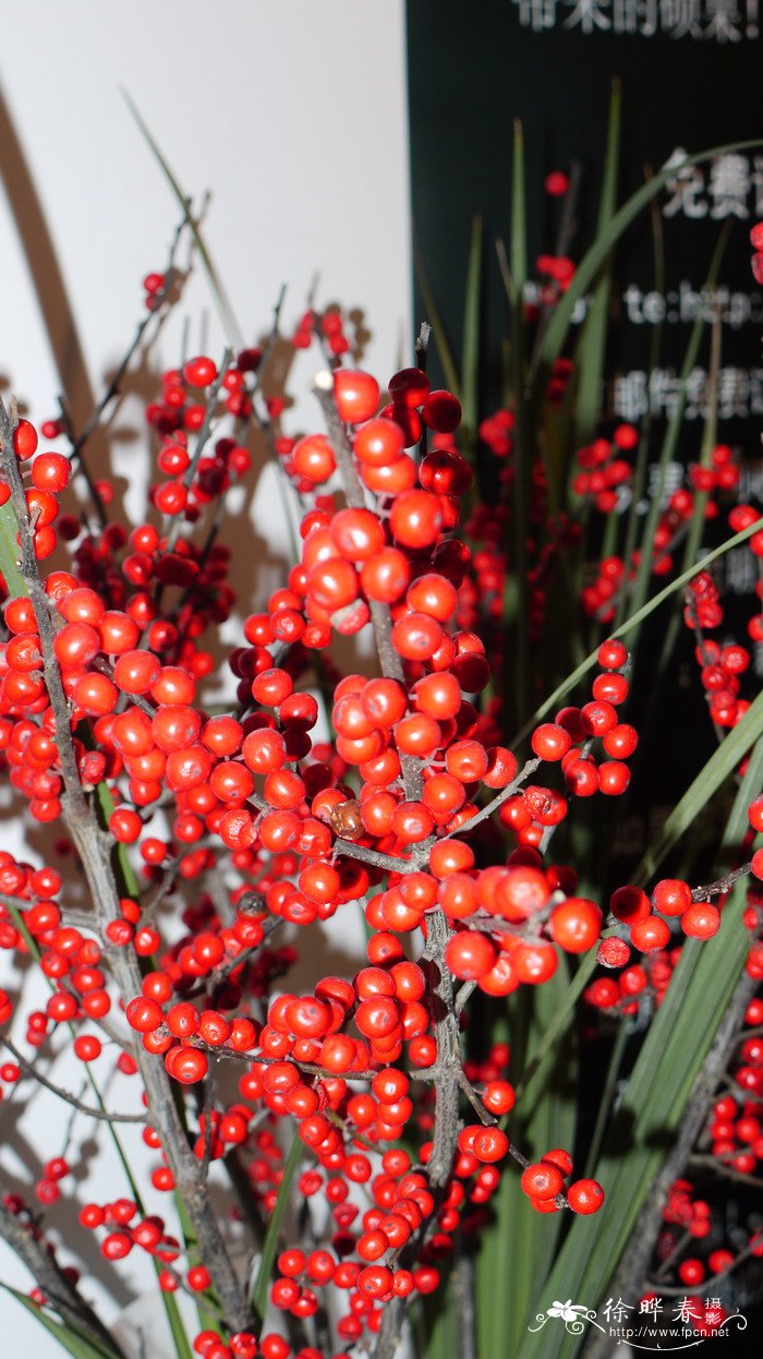 北美冬青Ilex verticillata