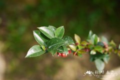 毛冬青Ilex pubescens