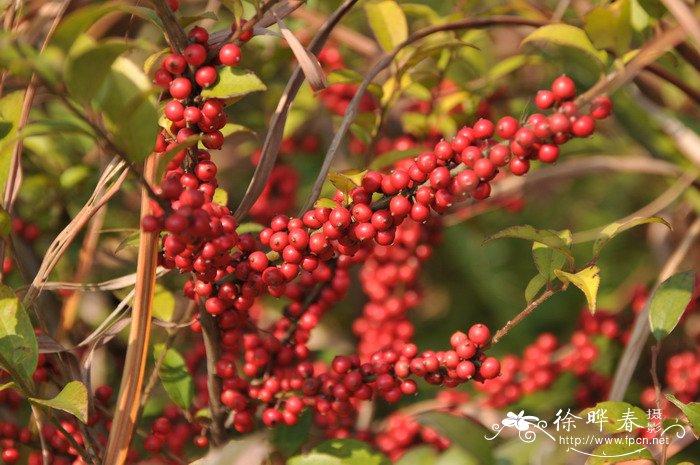 毛冬青Ilex pubescens