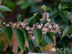 尾叶冬青Ilex wilsonii