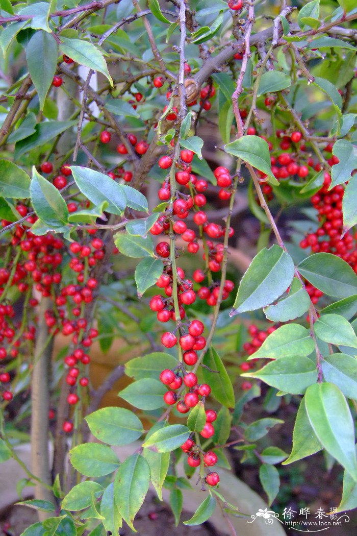 尾叶冬青Ilex wilsonii