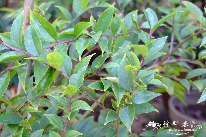 尾叶冬青Ilex wilsonii