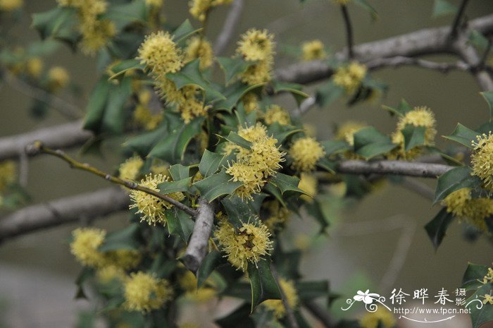 枸骨Ilex cornuta