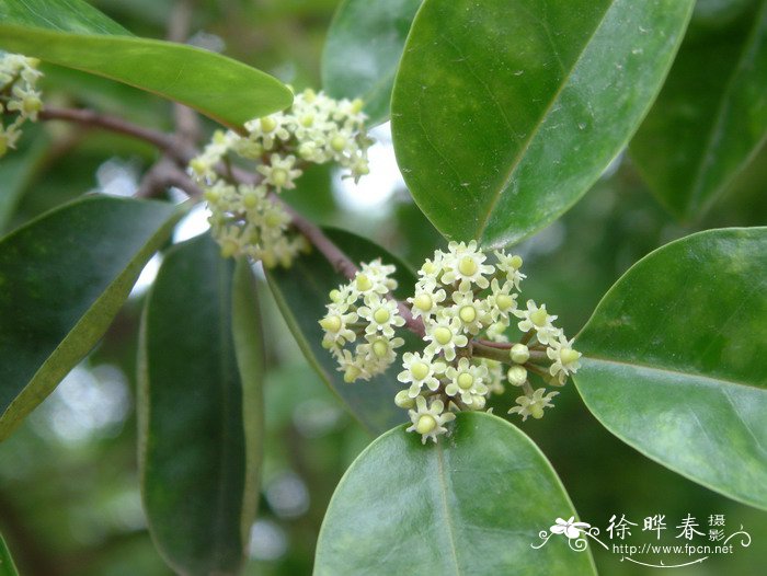 铁冬青Ilex rotunda