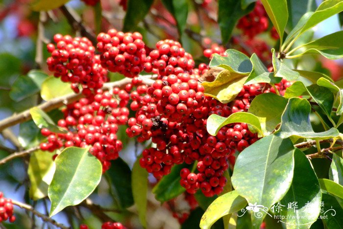 铁冬青Ilex rotunda