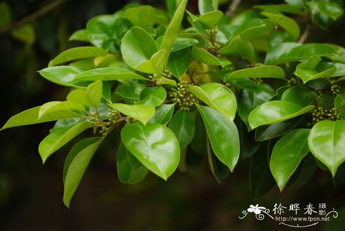 铁冬青Ilex rotunda