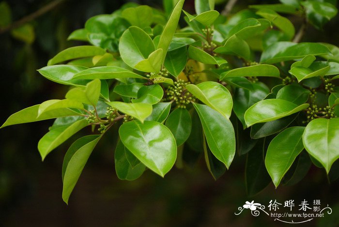 铁冬青Ilex rotunda