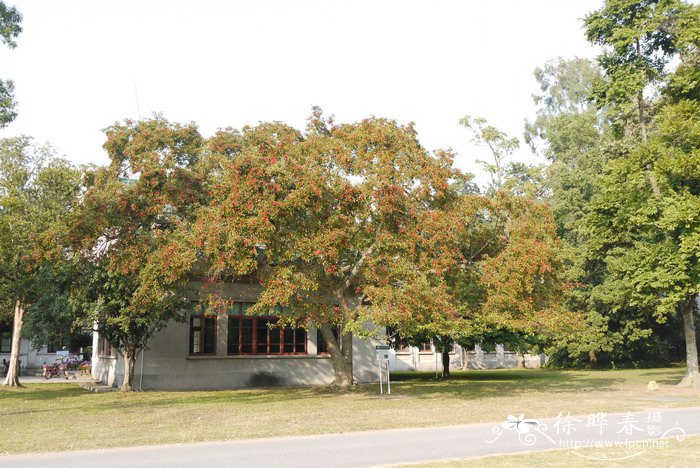 铁冬青Ilex rotunda