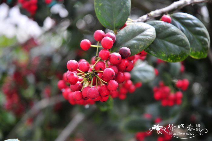枸骨Ilex cornuta 枸骨Ilex cornuta