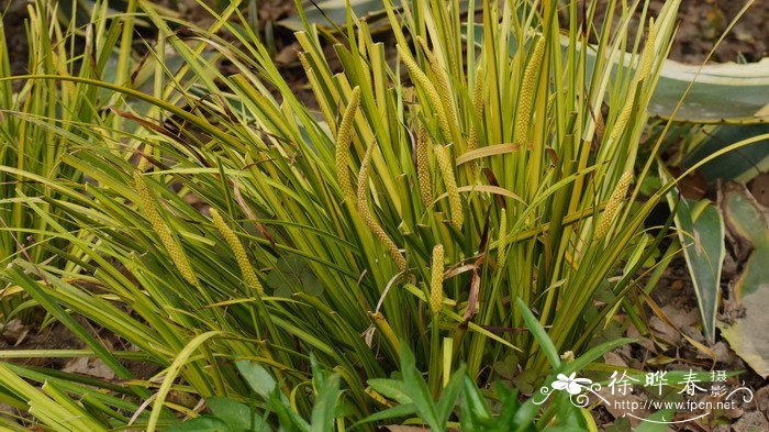 金叶石菖蒲Acorus gramineus ‘Ogan’