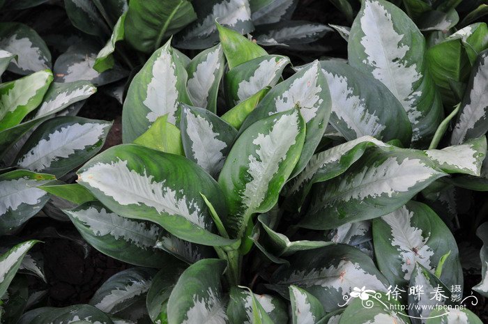雅丽皇后Aglaonema ‘Pattaya Beauty’ 雅丽皇后Aglaonema ‘Pattaya Beauty’
