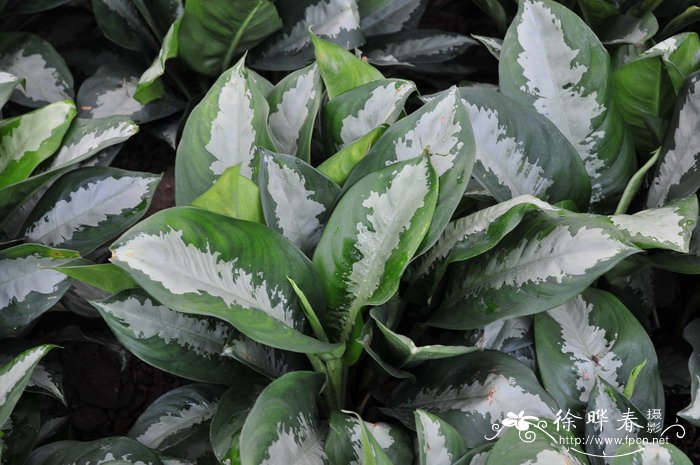 雅丽皇后Aglaonema ‘Pattaya Beauty’