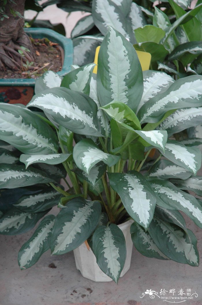 雅丽皇后Aglaonema ‘Pattaya Beauty’