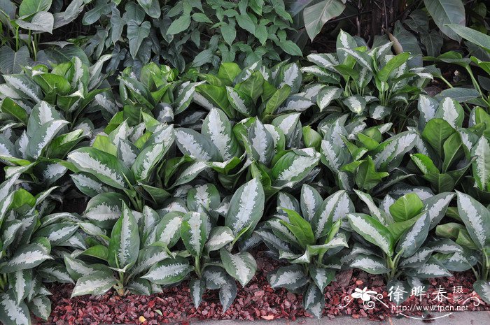 雅丽皇后Aglaonema ‘Pattaya Beauty’ 雅丽皇后Aglaonema ‘Pattaya Beauty’