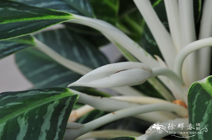 白柄粗肋草Aglaonema commutatum ‘White Rajah’