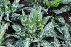 斜纹粗肋草Aglaonema commutatum 'San Remo'