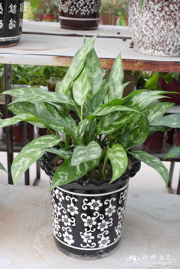 斜纹粗肋草Aglaonema commutatum 'San Remo'