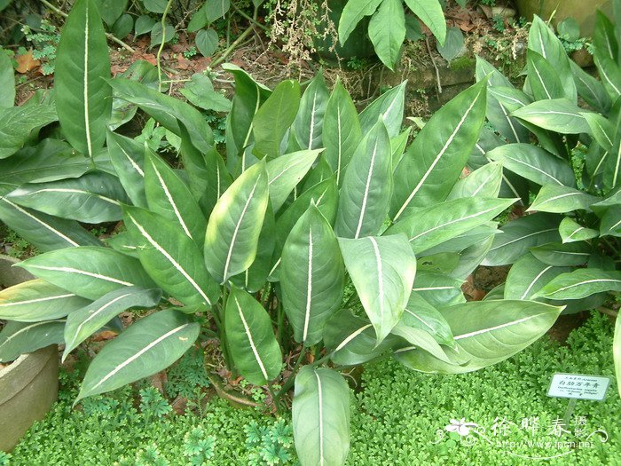 白肋万年青Aglaonema costatum ‘Foxii’