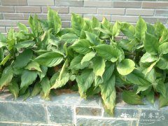 广东万年青Aglaonema modestum