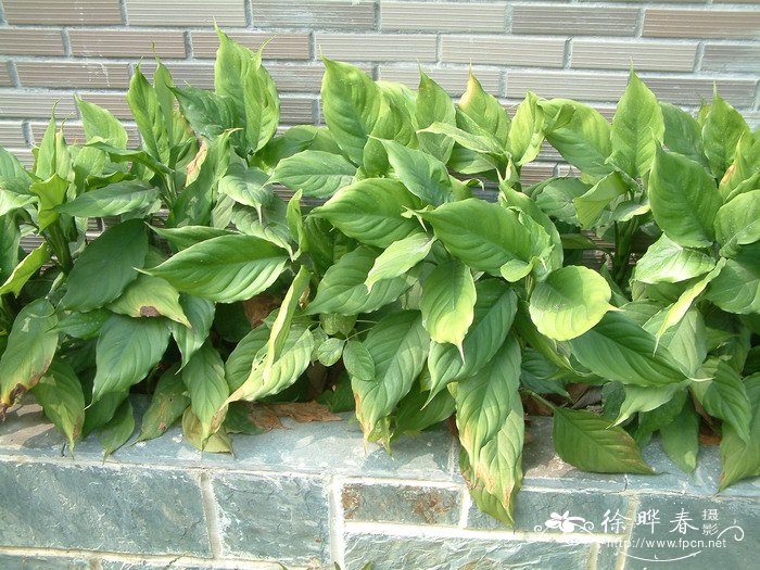 广东万年青Aglaonema modestum