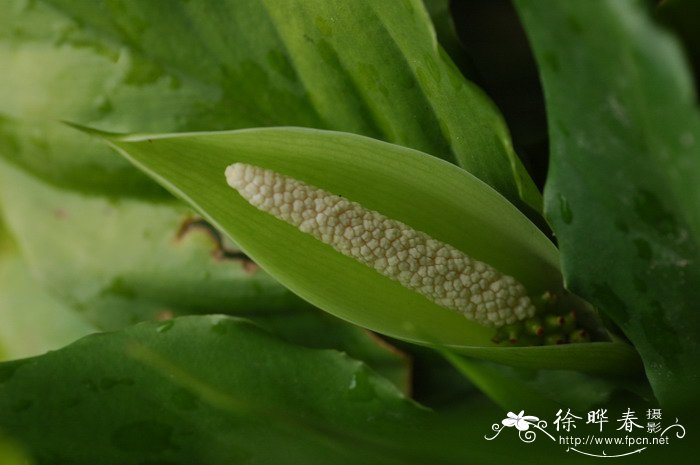 广东万年青Aglaonema modestum