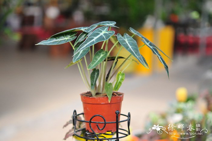观音莲Alocasia × amazonica