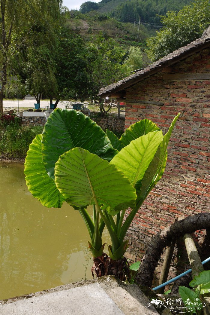 海芋Alocasia odora